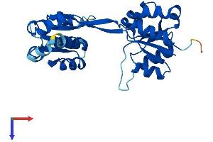UROS Protein (AA 1-265) (His tag)
