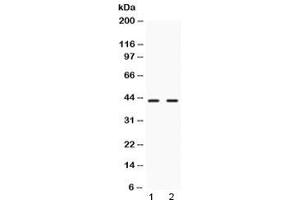 Western blot testing of 1) rat liver and 2) human HeLa lysate with NR2F6 antibody at 0. (NR2F6 Antikörper)