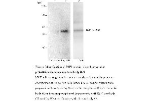 Western Blotting (WB) image for anti-E2F Transcription Factor 1 (E2F1) (pSer364) antibody (ABIN3201010)
