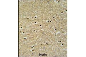BHLHB5 Antibody IHC analysis in formalin fixed and paraffin embedded human brain tissue followed by peroxidase conjugation of the secondary antibody and DAB staining. (BHLHE22 Antikörper  (AA 236-264))