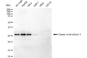 Western blotting analysis using Calpain small subunit 1 antibody (ABIN7797849). (Rekombinanter LOC395965 Antikörper  (Subunit 1))
