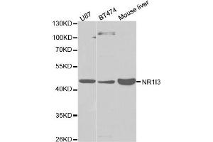 Western Blotting (WB) image for anti-Nuclear Receptor Subfamily 1, Group I, Member 3 (NR1I3) antibody (ABIN1875424)