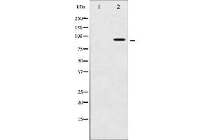 Western blot analysis of AhR phosphorylation expression in HepG2 whole cell lysates,The lane on the left is treated with the antigen-specific peptide. (Aryl Hydrocarbon Receptor Antikörper  (pSer36))