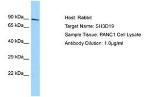 Image no. 1 for anti-SH3 Domain Containing 19 (SH3D19) (AA 610-659) antibody (ABIN6750137)