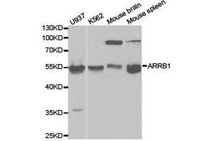 Western Blotting (WB) image for anti-Arrestin, beta 1 (ARRB1) antibody (ABIN1871111) (beta Arrestin 1 Antikörper)