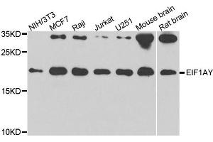 Western blot analysis of extracts of various cell lines, using EIF1AY antibody. (EIF1AY Antikörper)
