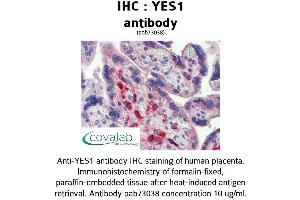 Image no. 2 for anti-V-Yes-1 Yamaguchi Sarcoma Viral Oncogene Homolog 1 (YES1) (AA 284-541) antibody (ABIN1740886) (YES1 Antikörper  (AA 284-541))