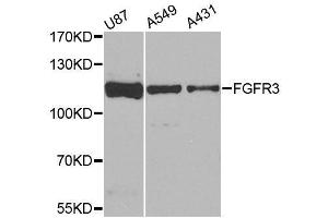 Western blot analysis of extracts of various cell lines, using FGFR3 antibody. (FGFR3 Antikörper  (AA 39-138))