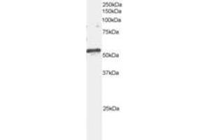 Image no. 1 for anti-ADP-Ribosylation Factor GTPase Activating Protein 3 (ARFGAP3) (AA 504-516) antibody (ABIN291233)
