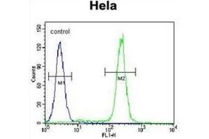 Flow cytometric analysis of Hela cells using JHDM2b Antibody (C-term) Cat.