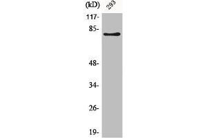 Western Blot analysis of 293 cells using Adducin β Polyclonal Antibody (ADD2 Antikörper  (Internal Region))