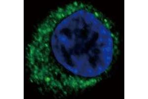Confocal immunofluorescent analysis of EDNRA Antibody (Center) (ABIN390401 and ABIN2840794) with HepG2 cell followed by Alexa Fluor? (Endothelin-1 Receptor Antikörper  (AA 125-154))