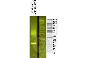 Library profiles comparing fragment size distributions on an E-Gel EX 2% agarose gel (Thermo Fisher). (TCF7L2 Antikörper)