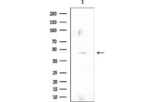 anti-Signal-Regulatory Protein gamma (SIRPG) (C-Term) antibody