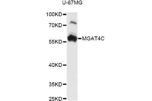 Western blot analysis of extracts of U-87MG cells, using MGAT4C antibody (ABIN6294003) at 1:3000 dilution. (MGAT4C Antikörper)