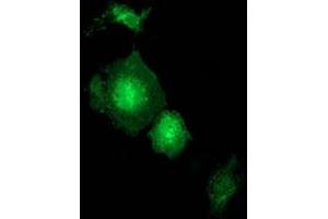 Anti-GBP5 mouse monoclonal antibody (ABIN2454092) immunofluorescent staining of COS7 cells transiently transfected by pCMV6-ENTRY GBP5 (RC206627). (GBP5 Antikörper)