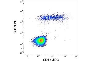 Flow cytometry multicolor surface staining pattern of human lymphocytes using anti-human CD1c (L161) APC antibody (10 μL reagent / 100 μL of peripheral whole blood) and anti-human CD19 (LT19) PE antibody (20 μL reagent / 100 μL of peripheral whole blood) antibody. (CD1c Antikörper  (APC))