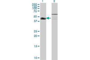 Western Blot analysis of KLF8 expression in transfected 293T cell line by KLF8 monoclonal antibody (M09), clone 2E10. (KLF8 Antikörper  (AA 1-98))