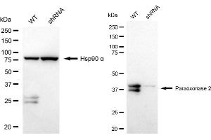 Western blotting analysis using Paraoxonase 2 antibody (ABIN7799735). (Rekombinanter PON2 Antikörper)