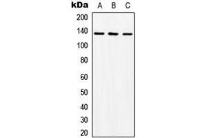 Western blot analysis of ABL1 expression in K562 (A), mouse liver (B), rat liver (C) whole cell lysates.