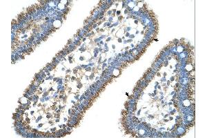 Immunohistochemistry (IHC) image for anti-Carbamoyl-Phosphate Synthase 1, Mitochondrial (CPS1) (Middle Region) antibody (ABIN310711) (CPS1 Antikörper  (Middle Region))