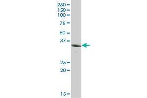 UCHL5 MaxPab polyclonal antibody. (UCHL5 Antikörper  (AA 1-326))