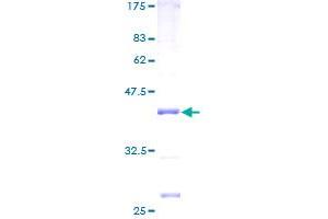 MRPL51 Protein (AA 1-128) (GST tag)