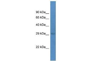 Western Blot showing Eif4e antibody used at a concentration of 1. (EIF4E Antikörper  (C-Term))