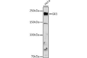 Western blot analysis of extracts of HeLa cells, using Gli3 antibody (ABIN7267385) at 1:1000 dilution. (GLI3 Antikörper)
