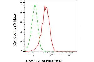 anti-Ubiquitin Protein Ligase E3 Component N-Recognin 7 (UBR7) antibody