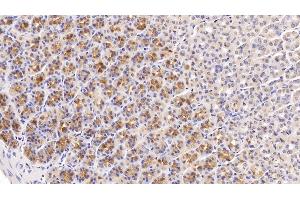 Detection of KNT1 in Rat Stomach Tissue using Monoclonal Antibody to T-Kininogen 1 (KNT1) (T-Kininogen 1 (KNT1) (AA 378-430) Antikörper)