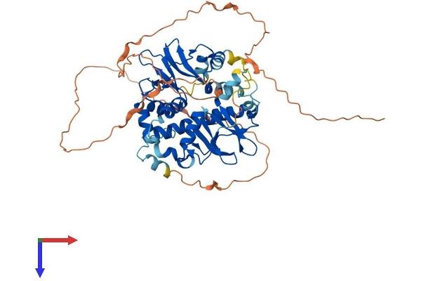 PRKAG3 Protein (AA 1-489) (His tag)
