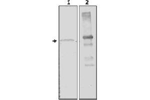 Western Blotting (WB) image for anti-Amylase, alpha 2A (Pancreatic) (AMY2A) (AA 1-492), (N-Term) antibody (ABIN487412) (AMY2A Antikörper  (N-Term))