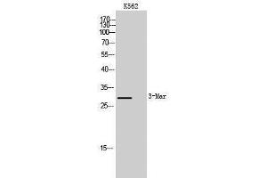anti-Membrane-Associated Ring Finger (C3HC4) 2, E3 Ubiquitin Protein Ligase (MARCH2) (Internal Region) antibody