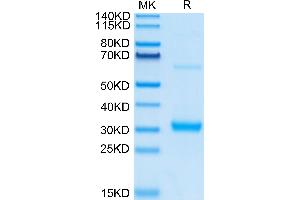 CLEC10A Protein (AA 61-292) (His tag)