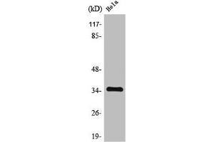 Western Blot analysis of HeLa cells using Tropomyosin α Polyclonal Antibody (Tropomyosin Antikörper  (N-Term))