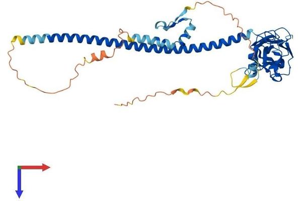 TRAF1 Protein (AA 1-409) (His tag)