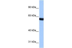 Western Blotting (WB) image for anti-Zinc Finger Protein 350 (ZNF350) antibody (ABIN2461599) (ZNF350 Antikörper)