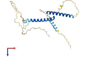 MYF6 Protein (AA 1-242) (His tag)