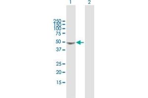Western Blot analysis of GLA expression in transfected 293T cell line by GLA MaxPab polyclonal antibody.