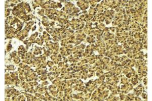 ABIN6274587 at 1/100 staining Mouse pancreas tissue by IHC-P. (Apoptosis Inhibitor 5 Antikörper  (C-Term))