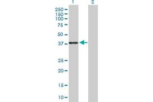 Western Blot analysis of PAX4 expression in transfected 293T cell line by PAX4 MaxPab polyclonal antibody. (PAX4 Antikörper  (AA 1-343))