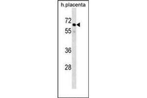 Western blot analysis of GRHL3 / SOM Antibody (N-term) in human placenta tissue lysates (35ug/lane).
