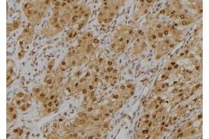 ABIN6276963 at 1/100 staining Human kidney tissue by IHC-P. (GLO1 Antikörper  (Internal Region))