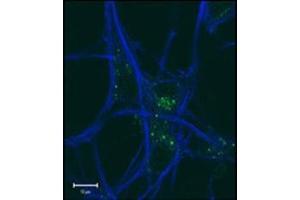 Immunofluorescence (IF) image for anti-GABA(A) Receptor-Associated Protein (GABARAP) (AA 1-31), (N-Term) antibody (ABIN1449614)