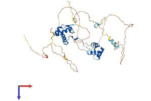 PAX2A Protein (AA 1-414) (His tag)