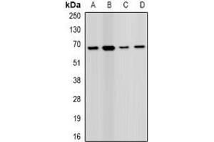 Western blot analysis of PRODH expression in MCF7 (A), HEK293T (B), mouse liver (C), mouse kidney (D) whole cell lysates. (PRODH Antikörper)