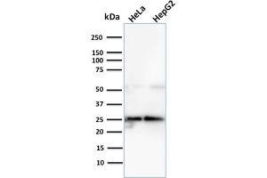Western Blot Analysis of Human HeLa and HePG2 cell lysate using Lactoylglutathione Lyase Mouse Monoclonal Antibody (CPTC-GLO1-3). (GLO1 Antikörper)