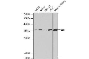 Western blot analysis of extracts of various cell lines using ESD Polyclonal Antibody at dilution of 1:1000. (Esterase D Antikörper)
