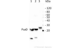 10ug of total leaf protein extracted with PEB  from (1) Zea mays, (2)Chlamydomonas reinhardtii, and (3) Spinacia oleracea were separated on 4-12%NuPage (Invitrogen) LDS-PAGE and blotted 80 min (30V) to nitrocellulose. (psi-D Subunit of Photosystem I Antikörper)